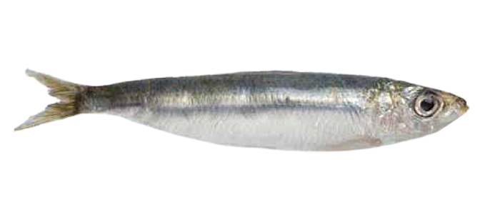 Oil Sardine (Sardinella longiceps)